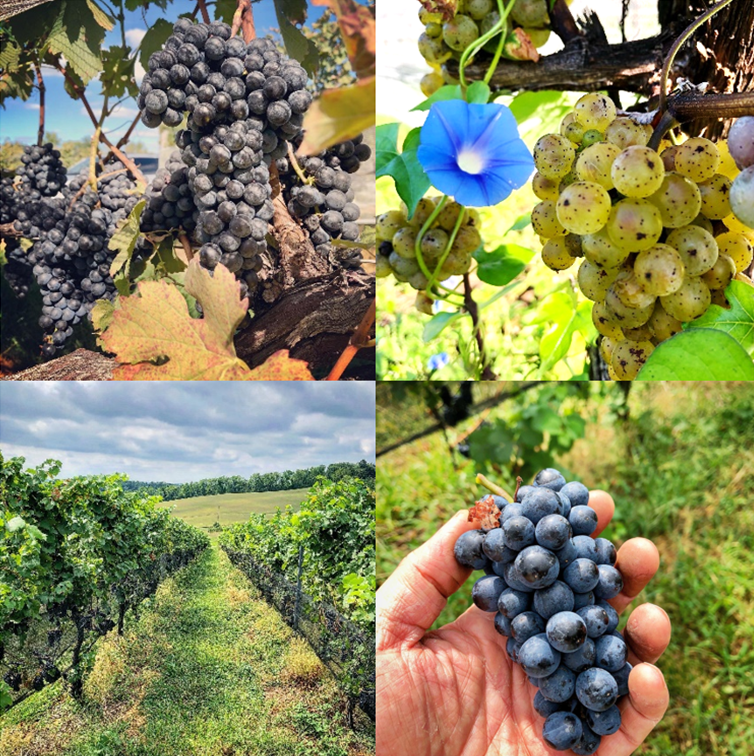 Fine Wines of the MidAtlantic Pennsylvania Wine Society