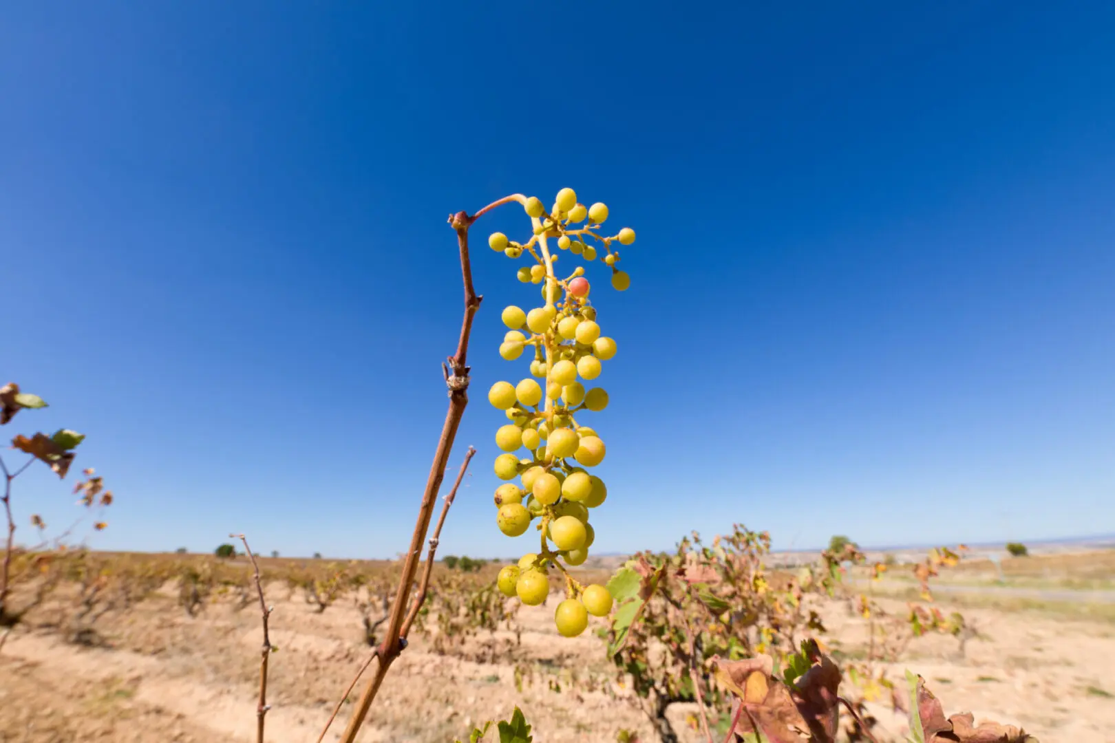 Who Changed My Wine? Pennsylvania Wine Society