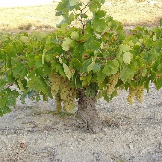 Arien Grapes on Vine