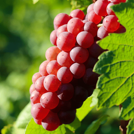 Chardonnay Rose grape bunch co Courtesy Comite Champagne