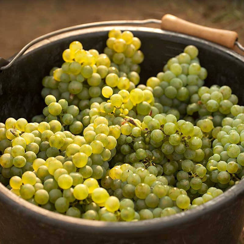 Domaine de Martinolles Mauzac Grapes in Bucket