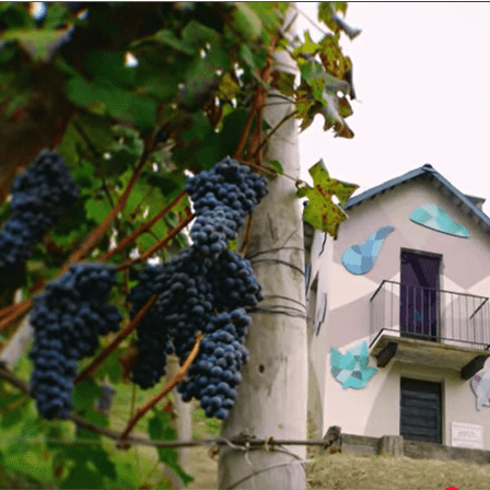 Michele Chiarlo Grapes and maybe Tasting Room