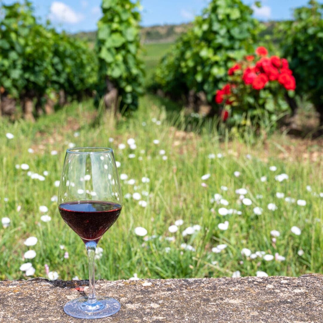 Tasting Of Burgundy Red Wine From Grand Cru Pinot Noir  Vineyard