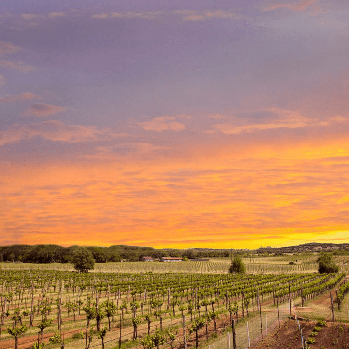 Texas Vineyard co Spicewood Vineyards