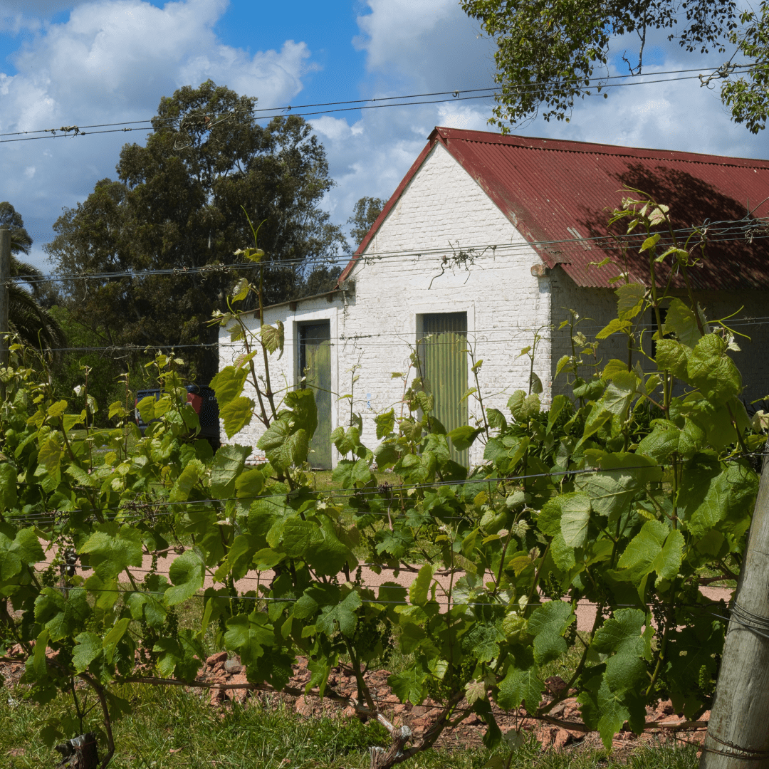 Uruguay Vineyard