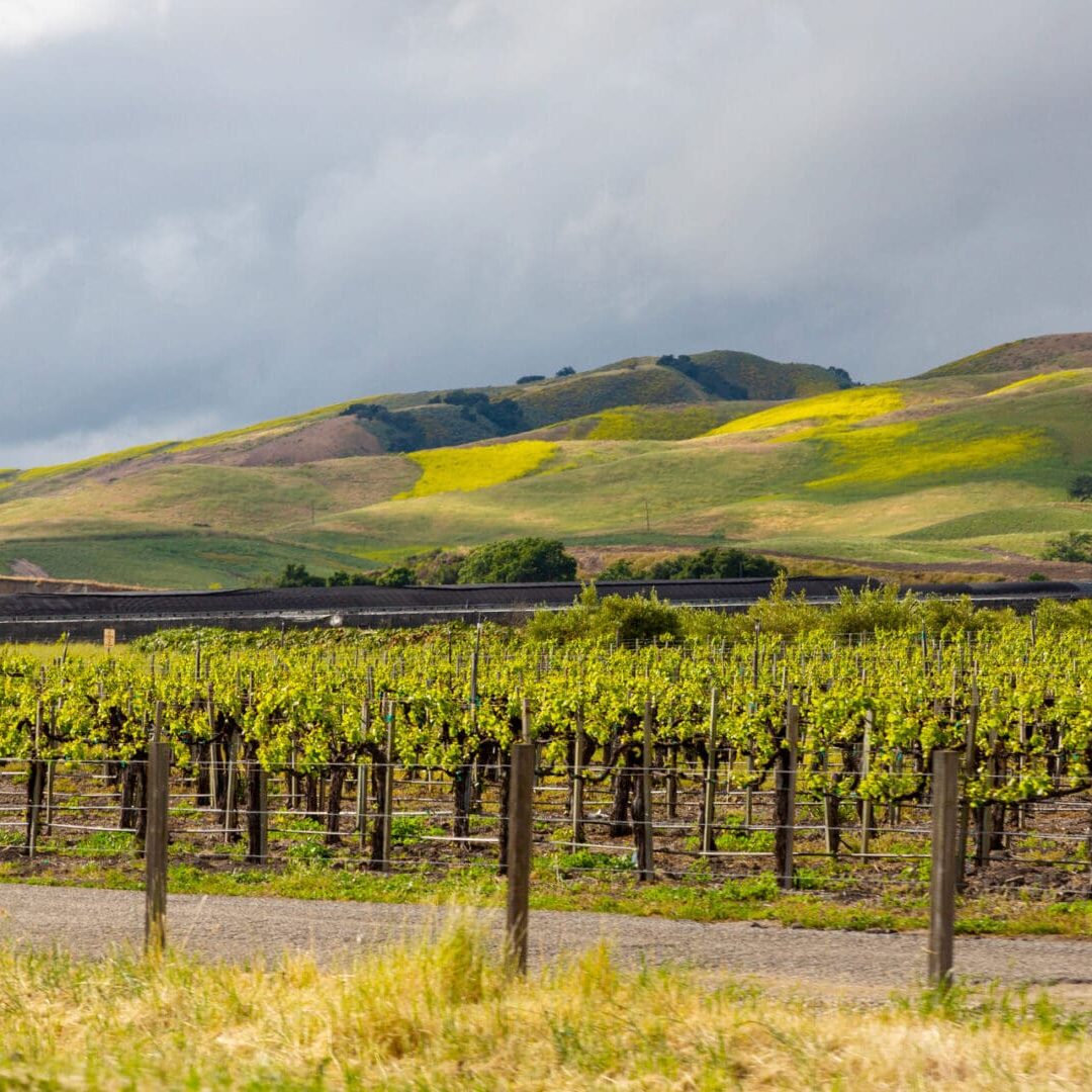 Wine Region In Arizona.
