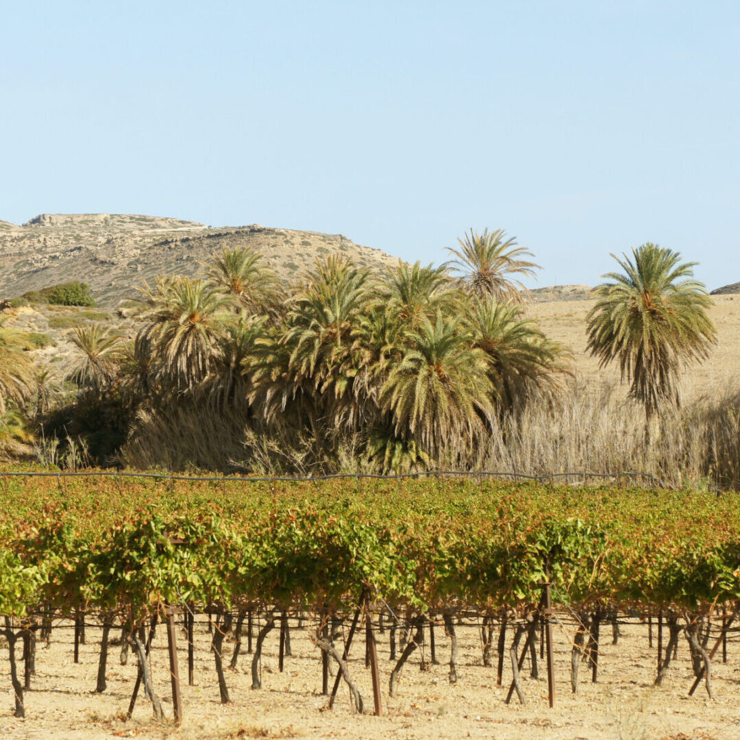 Crete Vineyard